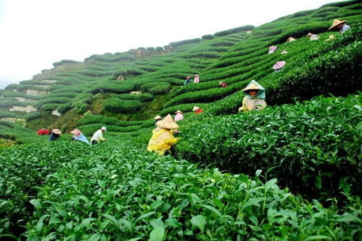 Kangra Valley Tea Gardens